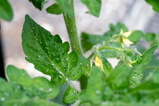 A pest covers the leaves of a tomato plant just starting to bloom in summer; aphid