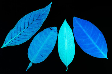 Transparent blue leaves with isolated black background for medical conceptual and text adding commercial