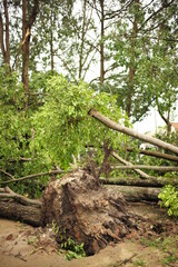 Obraz premium ความเสียหาย หลังพายุปลาบึกสงบ จังหวัดนครศรีธรรามราช 