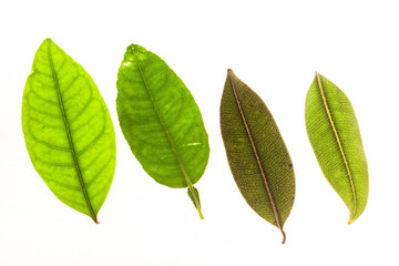 Obraz premium Green leaves with isolated white background for medical conceptual and text adding commercial