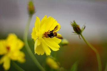 bee on yellow flower