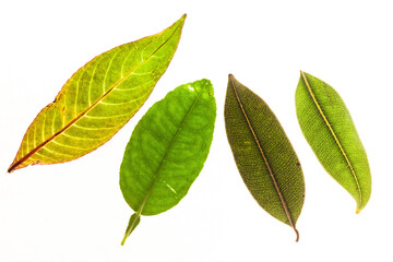 Green leaves with isolated white background for medical conceptual and text adding commercial