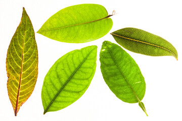 Green leaves with isolated white background for medical conceptual and text adding commercial