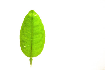 Obraz premium Green leaves with isolated white background for medical conceptual and text adding commercial
