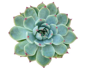 Succulent Isolated