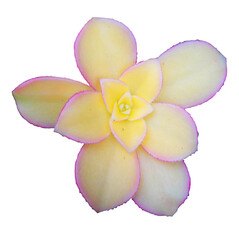 Yellow Succulent Isolated