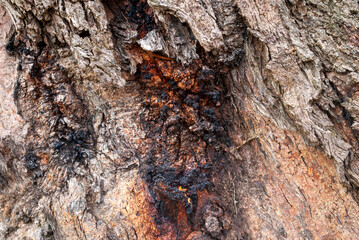 tree bark texture