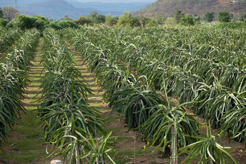 Fototapeta na wymiar A field of dragon fruit plants growing in a large modern plantation in central Vietnam