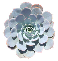 Pastel Blue Succulent Isolated on White Background