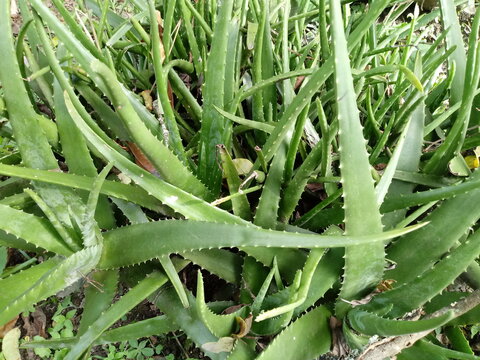 Sabila