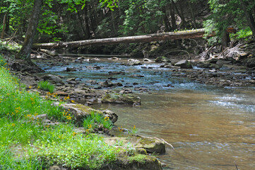 Fototapeta na wymiar ubgrass Creek Venago County pennsylvania