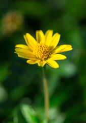Beautiful Flower Macro photography of daisy flower surrounding by greenery