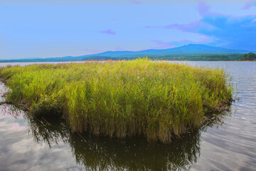 reeds off the coast of a beautiful lake with mountains