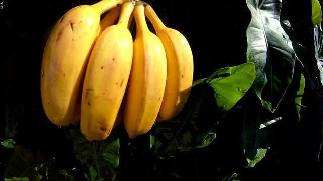 Cacho de bananas sendo lavado em c&acirc;mera lenta e fundo verde de plantas.