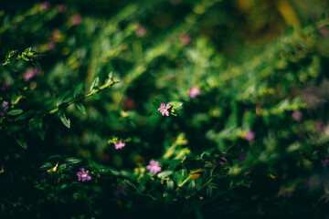 Background backdrop, background original picture original, background original identity foreground.