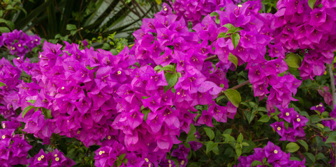 Fototapeta premium Close Up of magenta color bougainvillea in blossom on background Beautiful