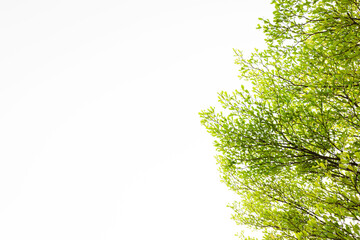Branches of a tree and green leaf on white background