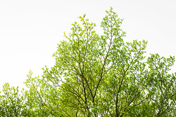 Branches of a tree and green leaf on white background