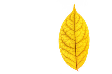 Autumn yellow leaves with isolated white background for holiday season and text adding commercial
