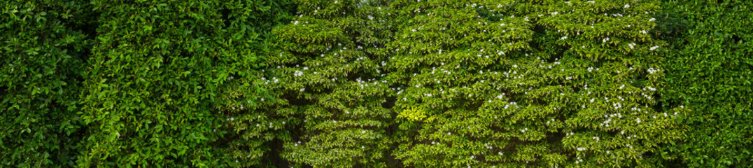 Green Leaves texture background, Green grass wall texture for backdrop design