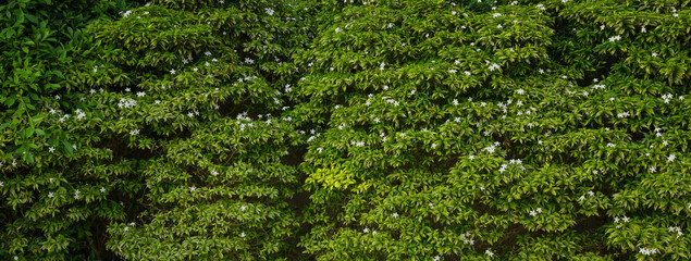 Green Leaves texture background, Green grass wall texture for backdrop design