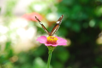 Close up a tropical butterfly alighted on pink zinnia flowers. The butterfly sucks on honey flowers or nectar for its food. this is a symbiosis between a butterfly and a flower