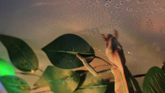 Chameleon eating in a terrarium. Eating super worms from tongs
