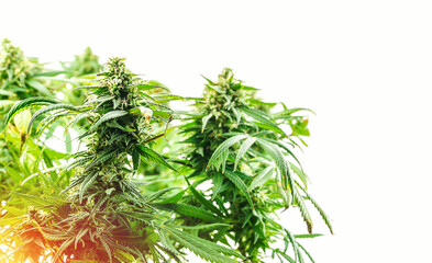 Branches of Medical Marijuana with flower bud sites Cannabis cultivation