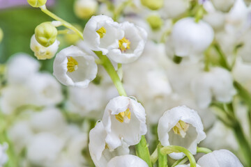 Flowers of lily of the valley (Convallaria majalis), small white bells close-up.