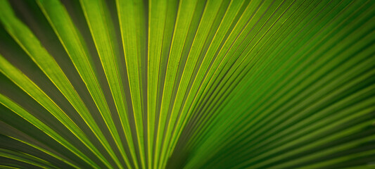 Obraz premium Lines and textures of Green Palm leaves, a lush green single palm leaf frond.