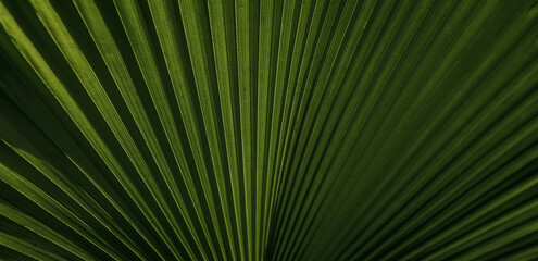 Lines and textures of Green Palm leaves, a lush green single palm leaf frond.