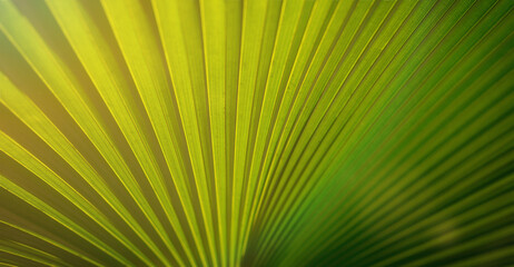 Lines and textures of Green Palm leaves, a lush green single palm leaf frond.