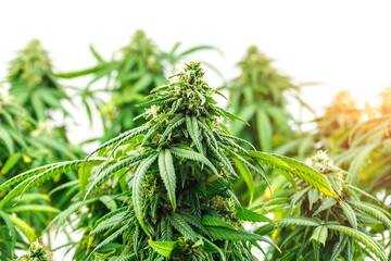 Branches of Medical Marijuana with flower bud sites Cannabis cultivation