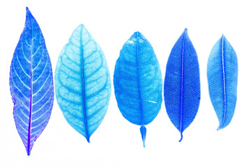 Transparent blue leaves with isolated white background indicating new futuristic technology for text adding commercial
