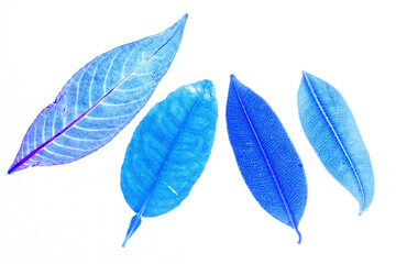 Transparent blue leaves with isolated white background indicating new futuristic technology for text adding commercial
