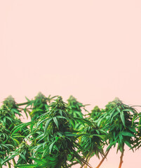 Branches of Medical Marijuana with flower bud sites Cannabis cultivation