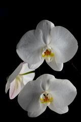 White Orchid on Black