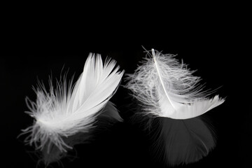 Light fluffy a white feathers on black background Feather abstract background.