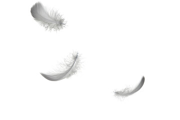 Light fluffy gray, black feathers falling down in the air. isolated on a white background.