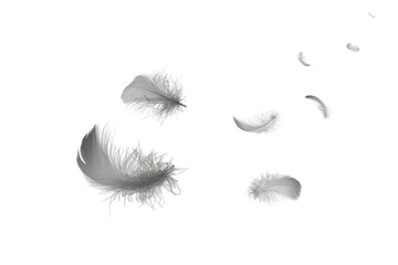 Abstract, Light fluffy gray, black feathers floating in the air. isolated on a white background.