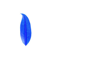 Transparent blue leaves with isolated white background indicating new futuristic technology for text adding commercial
