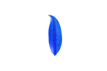 Transparent blue leaves with isolated white background indicating new futuristic technology for text adding commercial
