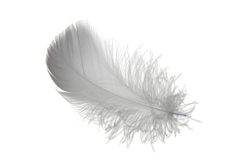 Light single fluffy gray, black feather isolated on a white background.