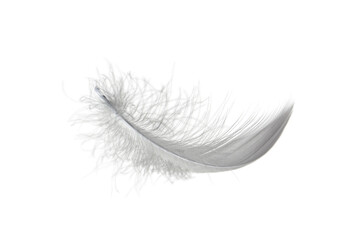 Light single fluffy gray, black feather isolated on a white background.