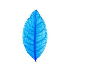 Transparent blue leaves with isolated white background indicating new futuristic technology for text adding commercial
