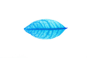 Transparent blue leaves with isolated white background indicating new futuristic technology for text adding commercial
