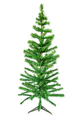 Fresh green pine tree for Christmas day celebration