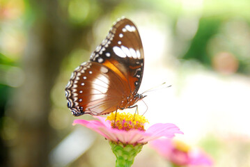 Close up a tropical butterfly alighted on pink zinnia flowers. The butterfly sucks on honey flowers or nectar for its food. this is a symbiosis between a butterfly and a flower
