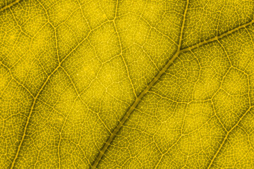 Obraz premium Blur yellow leaf texture for background indicating love for mother nature and pollution free