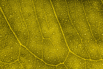 Blur yellow leaf texture for background indicating love for mother nature and pollution free